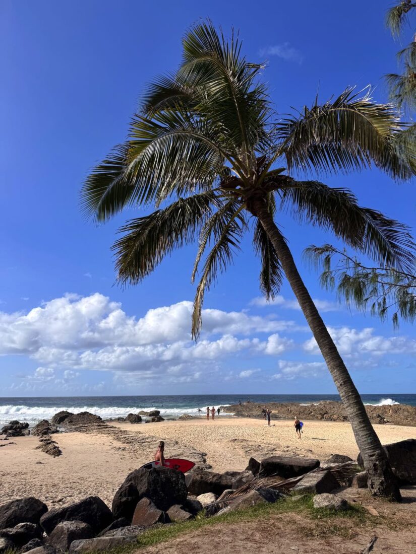 snapper rocks gold coast palm tree
