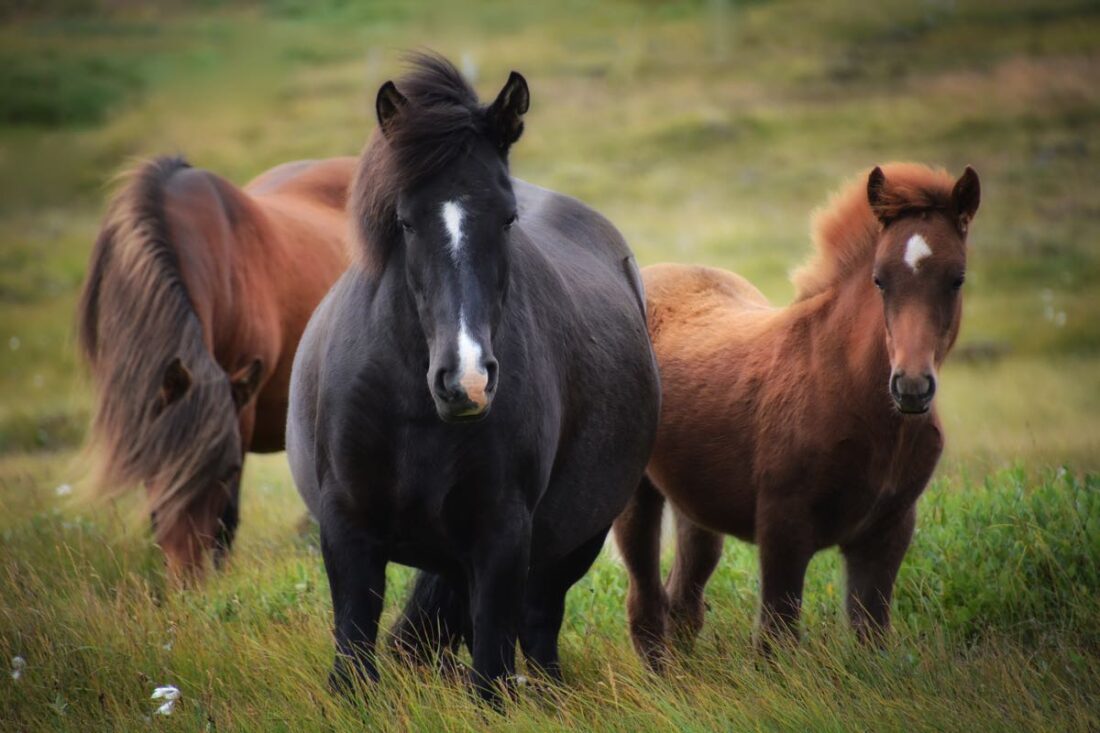 icelandic horses